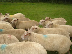 Ram Lambs 2008